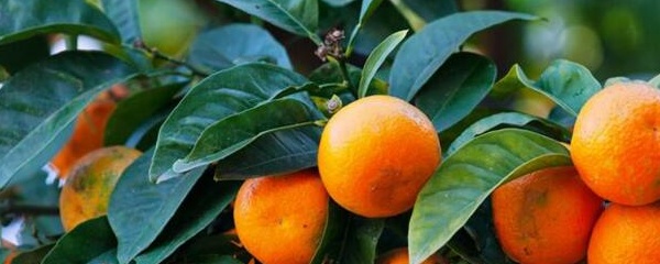 橘子什么时候成熟（揭秘橘子的成熟季节和种植条件）