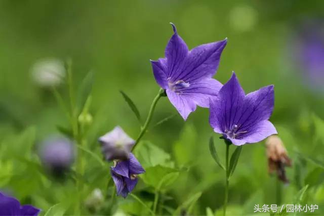 紫色的花有哪些及花名（分享12种绝美紫色的花）