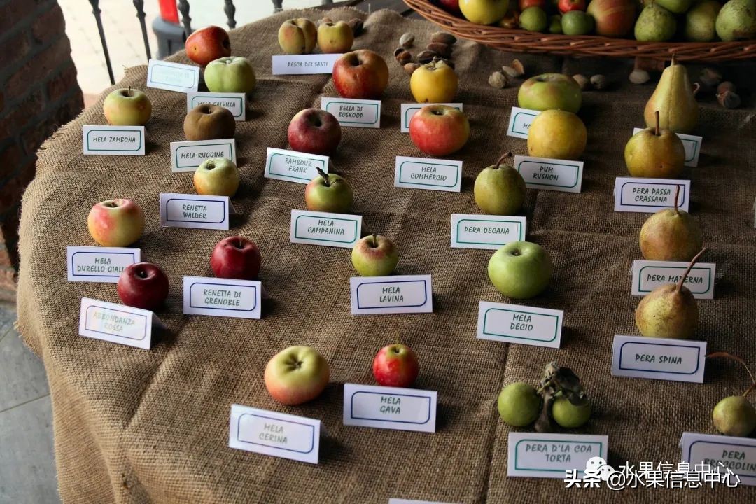 苹果分类名称大全（常见的23种苹果的品种）