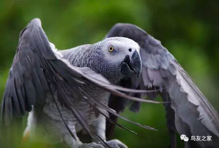 古巴亚马逊鹦鹉的介绍（大型鹦鹉语言能力排行榜）