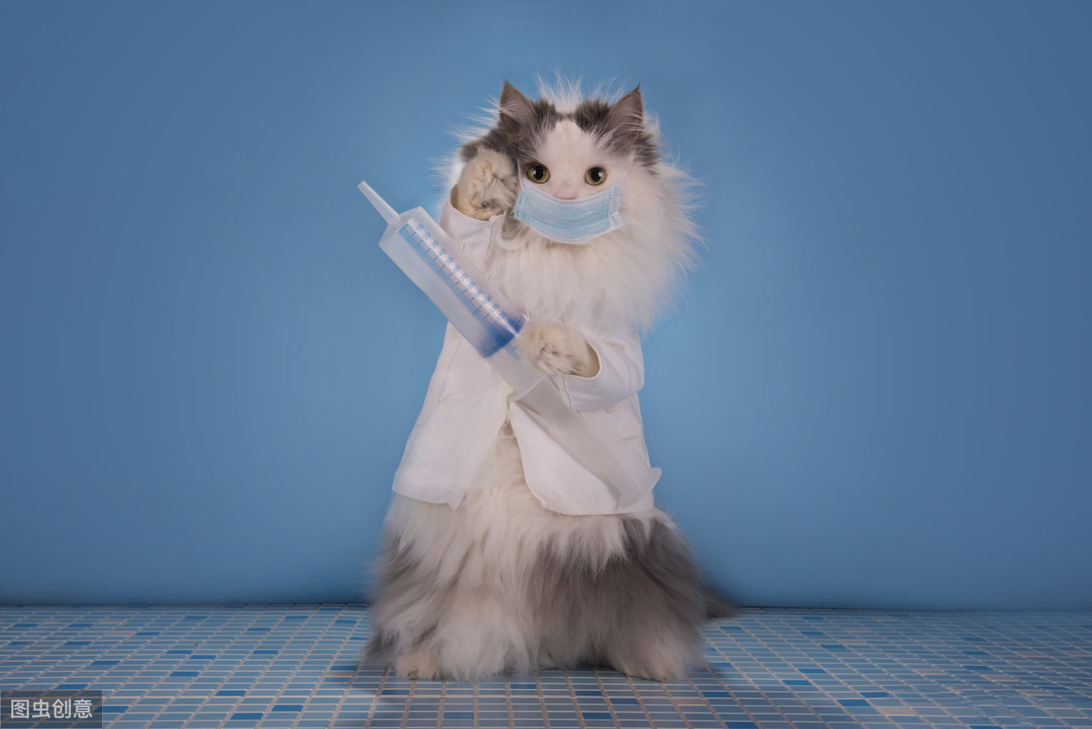 猫咪不打疫苗可以吗（详细科普一下关于猫咪疫苗的知识）
