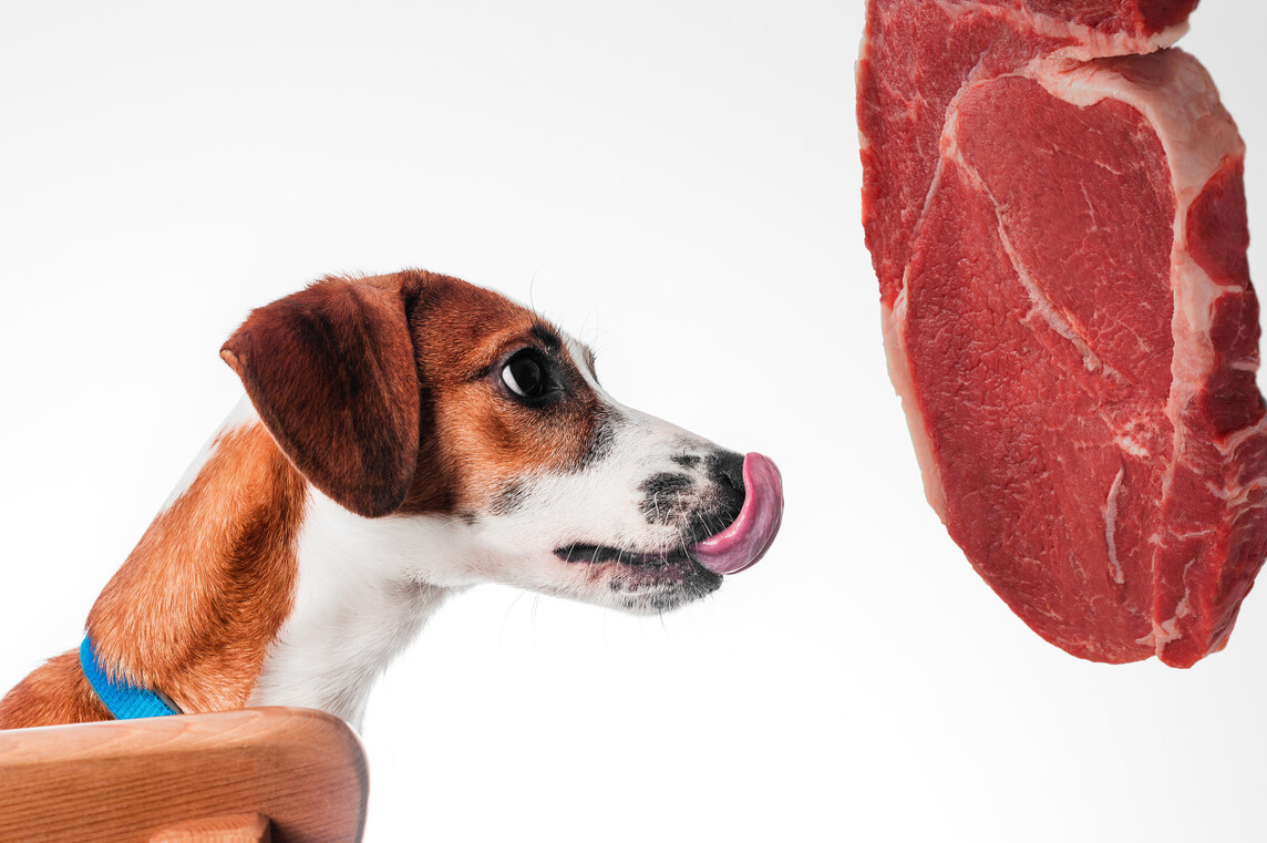 狗能吃生肉吗（狗狗可以吃的4种肉好吃又营养）