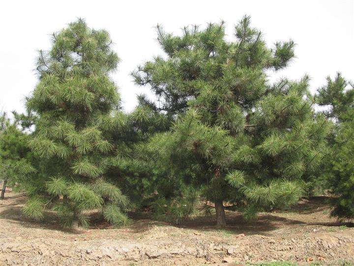 油松苗木标准（带你了解油松冬季种植及移栽方法）