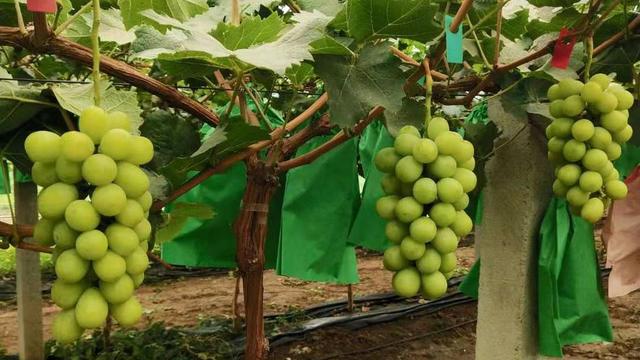 葡萄树几月发芽（葡萄种植主要生产技术介绍）