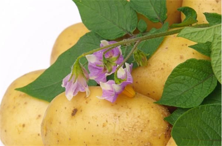 土豆生长期多少天收获（土豆栽种管理得3个技巧）