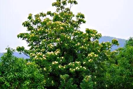 木荷树的图片（木荷树的主要作用和特点介绍）
