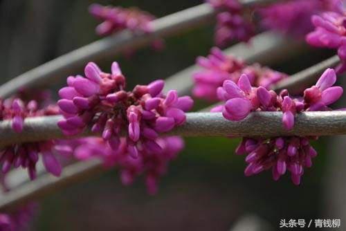 紫荆是乔木还是灌木（紫荆的植物特征繁育技术及栽培管理）