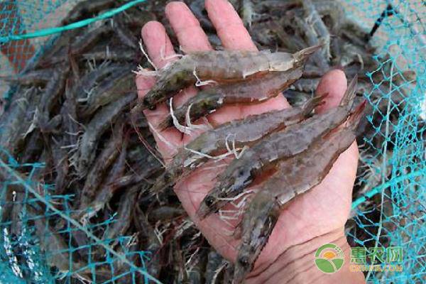 海虾和淡水虾的区别（带你学会分辨海虾和淡水虾）