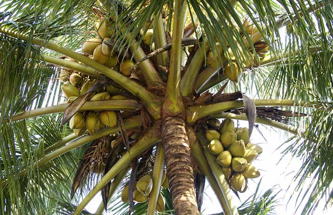椰子树的资料（分享椰子树的种植技术和管理）