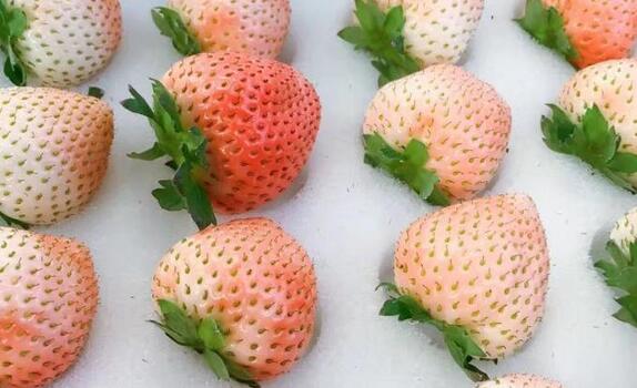 桃熏草莓品种介绍（带你了解草莓品种之一桃熏草莓）