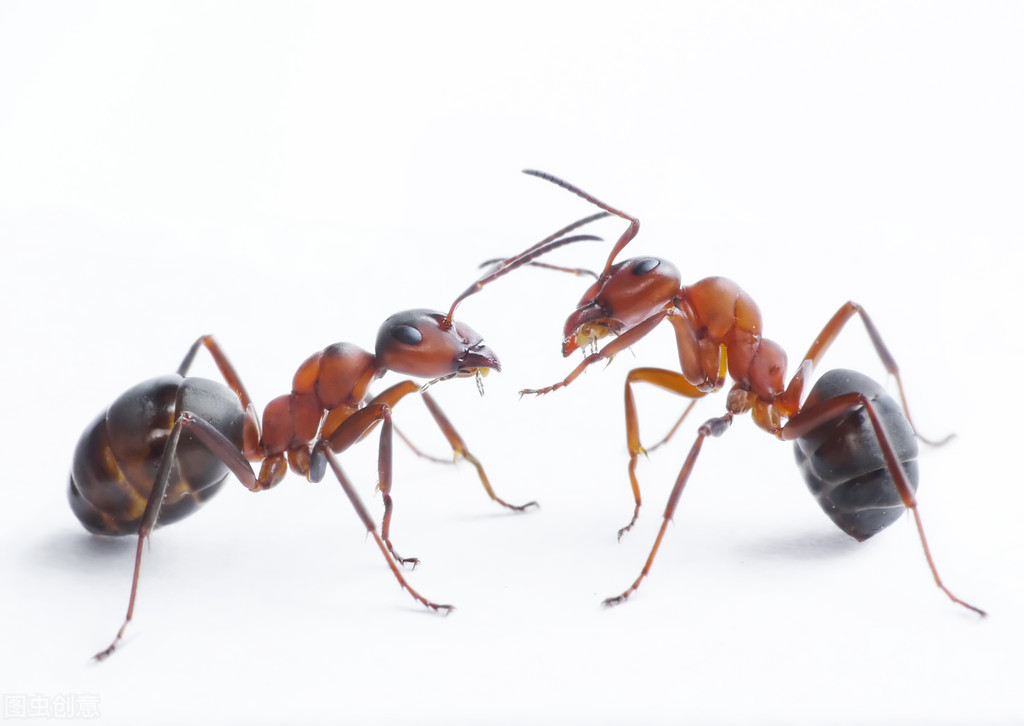 蚂蚁的寿命（你了解蚂蚁吗哪些蚂蚁寿命最长）