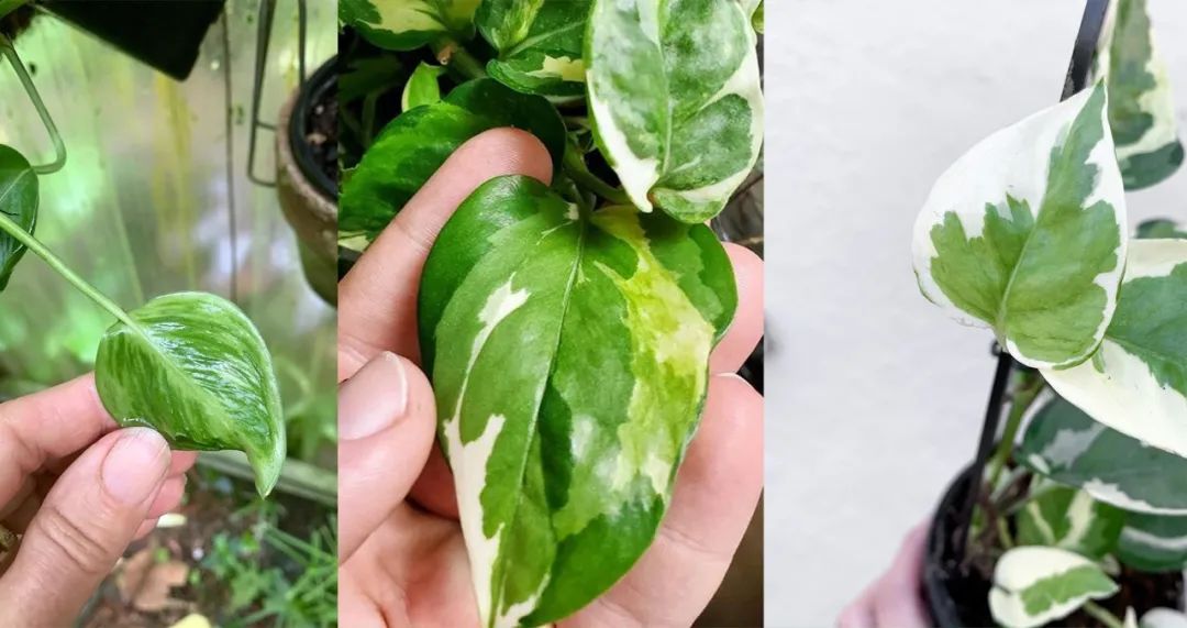 植物绿萝的介绍（7种常见的绿萝品种适合养在室内）
