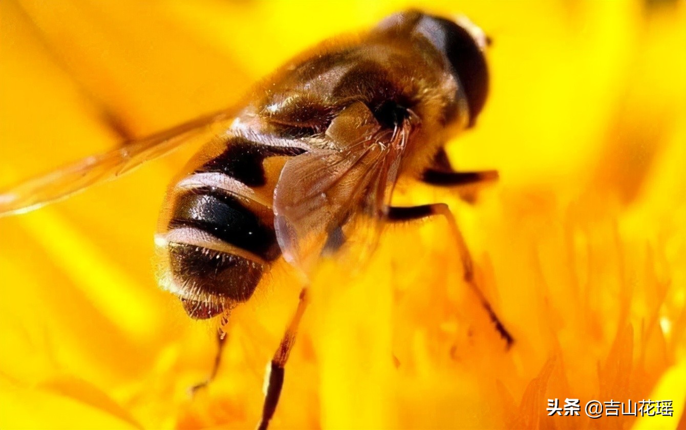 蜜蜂的外形特点有哪些（详解蜜蜂的外形特征和习性）