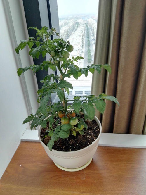 阳台小番茄的种植方法和时间（阳台种小番茄记住两点）