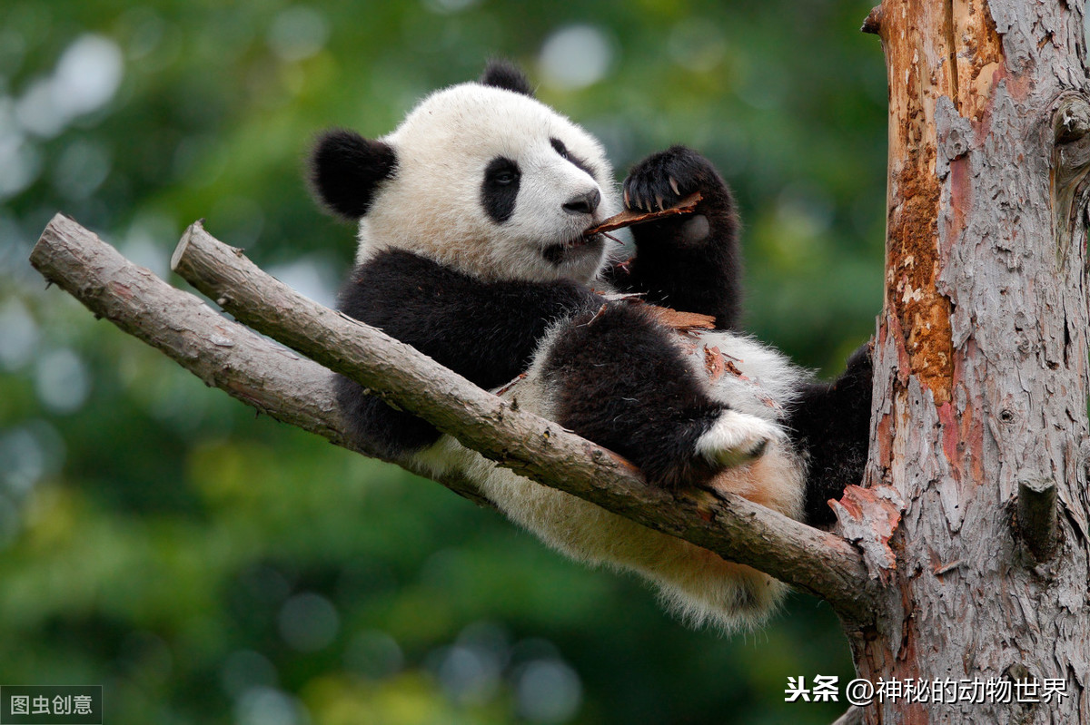 熊猫为什么吃竹子（我国特有的动物品种熊猫百科）