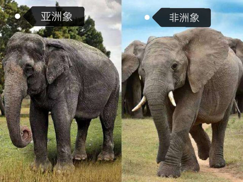 大象有多高多重（世界上的大象主要分为2种）