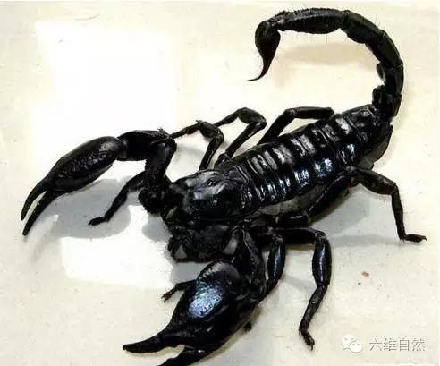 巴勒斯坦毒蝎图片（地球上毒性最强的蝎子）