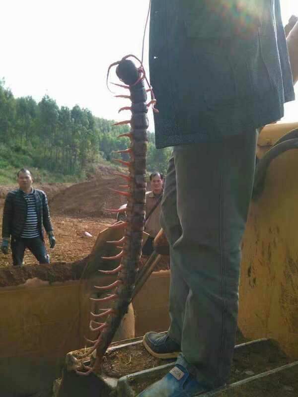 中国最大的蜈蚣一米图片（图文讲解我国最长的蜈蚣）