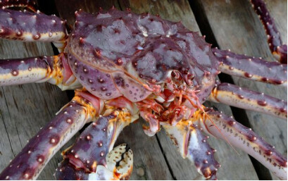 巨型螃蟹图片（俄罗斯巨型帝王蟹入侵英国）