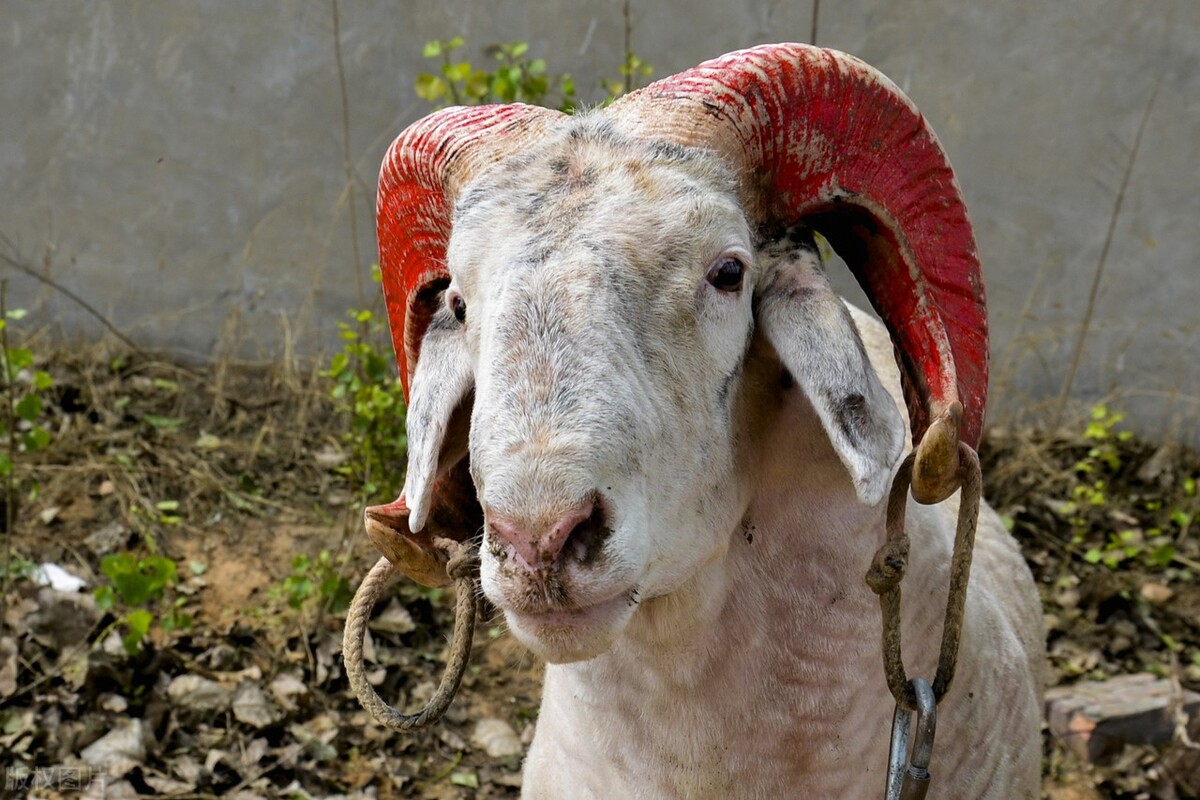 一只羊多少斤（不同羊的养殖品种和营养水平）